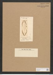 Amphiprora costata O'Meara (de-Toni-Nr.: Genus 29) Zeichnungen Sammlung Grunow Nr. 2581 (NHMW-BOT-W0369766)
